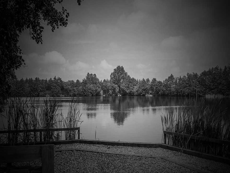 Nuddock Wood Swims